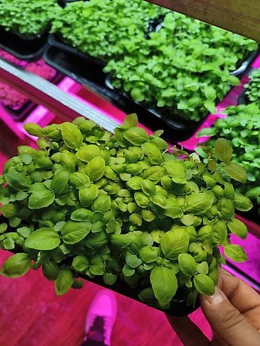 Грибы: Свежая микрозелень и съедобные цветы HydroGreen Ассортимент: - — 1