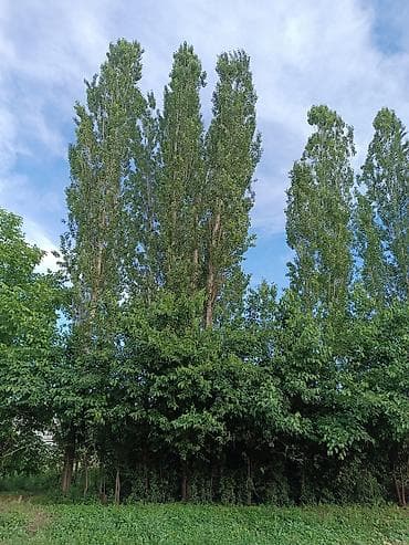 Семена и саженцы: Сатыла турган терек бар(мырза терек) 40-50 чакты Ноокен Бирдикте — 2