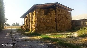 продается ферма: Сдам в аренду или продам фермусарайКашара.Ферма недалеко от — 6