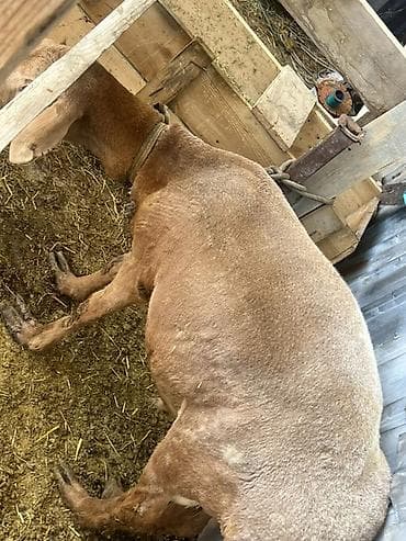 сова живая: Продаю | Овца (самка) | Для разведения | Ярка — 9