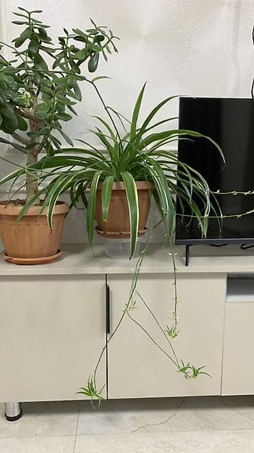 Хлорофитум (Chlorophytum comosum, сорт с зелёно‑белой каймой) в at lalafo.kg Хлорофитум (Chlorophytum comosum, сорт с зелёно‑белой каймой) в