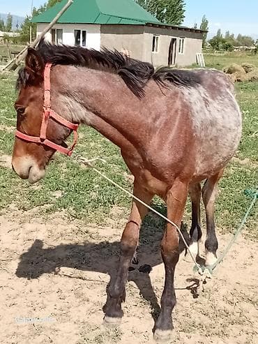 машинка для животных: Продаю | Жеребенок — 1