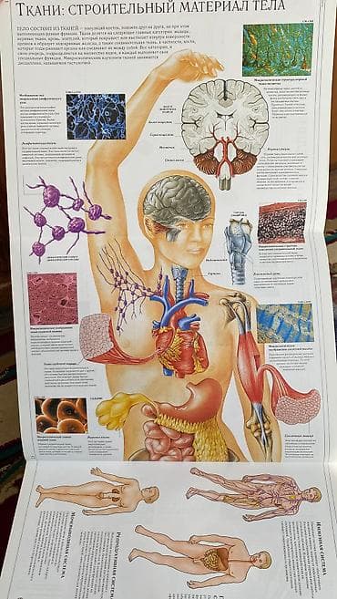 продаю боди: Книга «Человеческое тело» Dorling Kindersley, под редакцией Тони Смита — 8