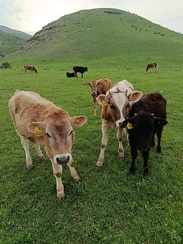 по карова: Продаю | Музоо, торпок | На откорм — 6