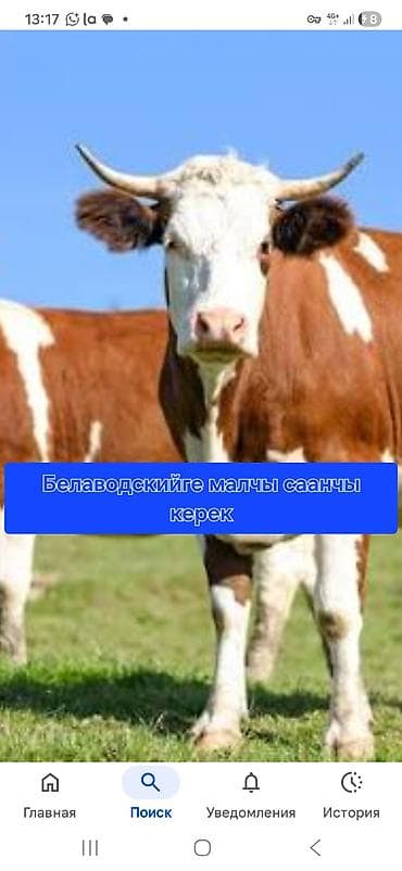 грызун: Требуется пастух Белаводском.

Выпас мелкорогатый скот — 1