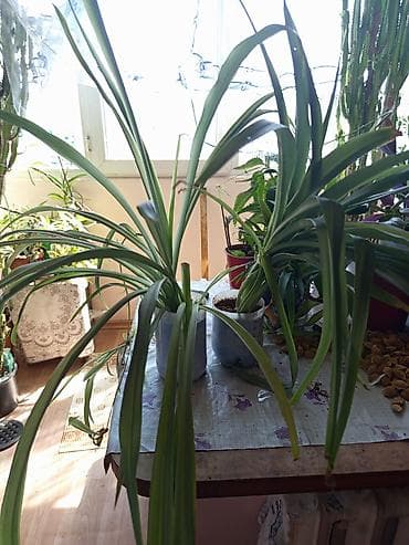 хлорофитума: Хлорофитум (паукообразный, Chlorophytum comosum) в горшке. - Пышная — 1