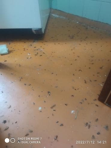 чистка квартиры от тараканов: Таракан хлоп курт кумурска даарылайбыз. Кафе магазин двор квартира — 7