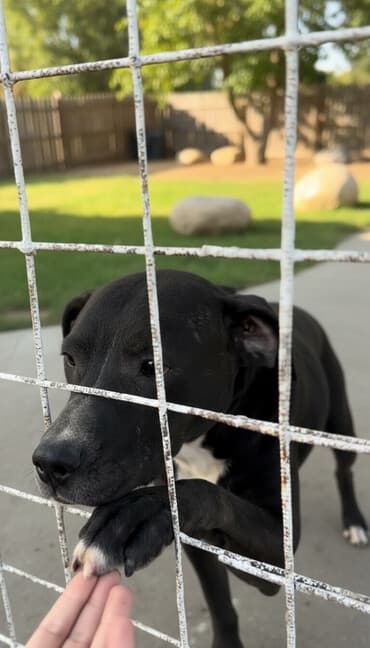 купить щенков питбуля: Продам питбуля в хорошие руки, не на бои, (сука) молодая 1год очень — 1