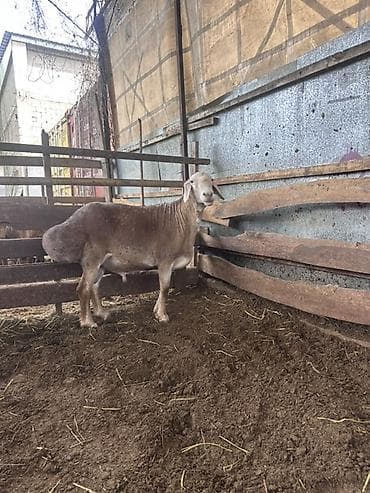 Продаю | Баран (самец) | Арашан | Для разведения | Племенные