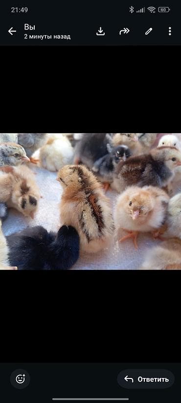 продаю курицы: Продаю | Цыплята | Для разведения — 1