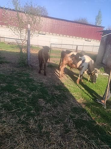 Айыл-чарба жаныбарлары: Продаются сельскохозяйственные животные для частного подворья — 1