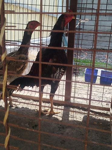 пульт детского электромобиля: Дакан жожо короз сатылат алмашу жолдору бар домашний тооко алмашам — 3