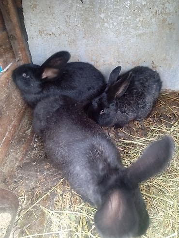 ит мал айдаган: Сатам | Ургаачы коен | Аппак бакма коен | Көбөйтүү үчүн | Асыл тукумдуу — 6