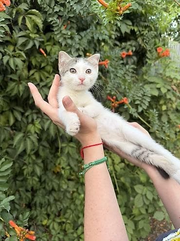 бишкек кошка: Котята домашние короткошерстные, возраст 3 месяца. Ласковые — 3