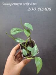 живые растения в аквариум купить: Комнатные растения, цветы (молодые растения, взрослые экземпляры). Не — 16