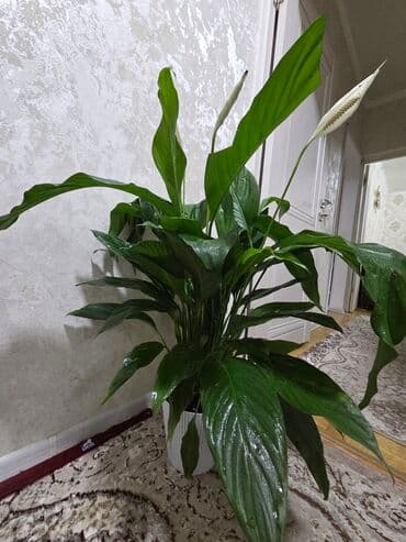 аквариум с рыбой: Бегония клубневая в горшке - Пышный куст с крупными махровыми — 11