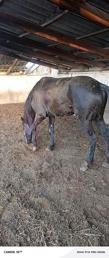 Продаю | Жеребец | Для разведения