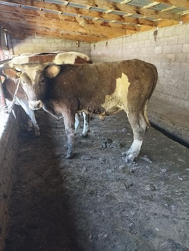 быки оптом: Продаю | Бык (самец) | На откорм | Привязанные — 5