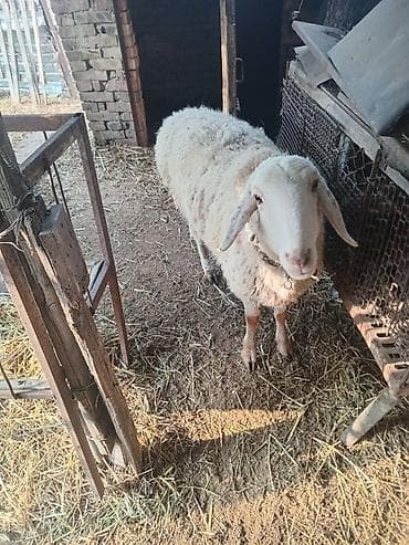 коты сфинкс: Продаю | Овца (самка) | Романовская | Для разведения | Ярка — 1