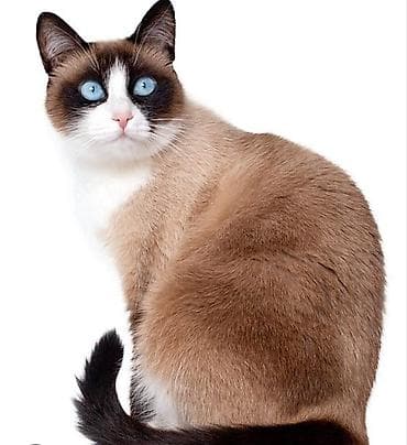 Порода/тип: кошка с окраcом «сноу-шу»/биколор колор-пойнт. Описание