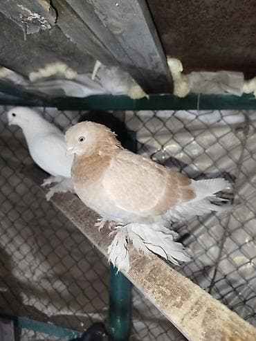 попугай ош: Меняю голубей на Кур. 6 голубей на 3 курицы — 3