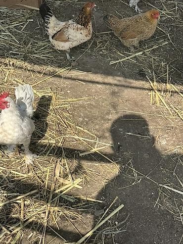 А\ч жаныбралары үчүн товарлар жана шаймандар: Сатам | Тооктор | Көбөйтүү үчүн — 3