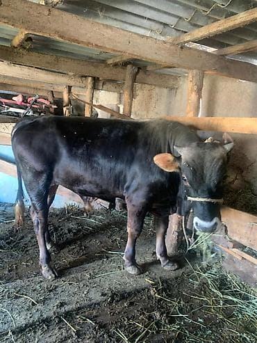 номер приюта для животных бишкек: Продаю | Бык (самец) | На откорм — 5