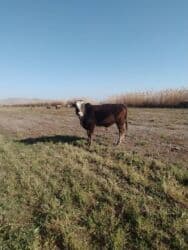 купить домашнюю черепаху: Другие животные — 1