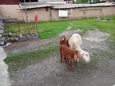 ласка животные: Продаю | Овца (самка) | Для разведения | Матка — 1