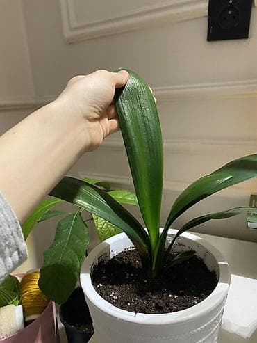 алоэ вера форевер: Спатифилум 1922 с горшком 2200 Авокадо - 922 Сансеверия 522 с горшком — 9