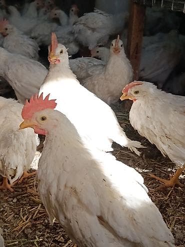 кой кисар: Продаю | Куры | Бройлерная | На забой — 1