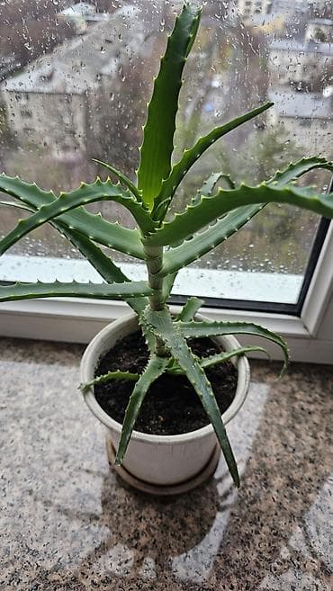 Алоэ: Целебный алоэ в хорошем грунте с дренажом. Домашние суккуленты с — 4