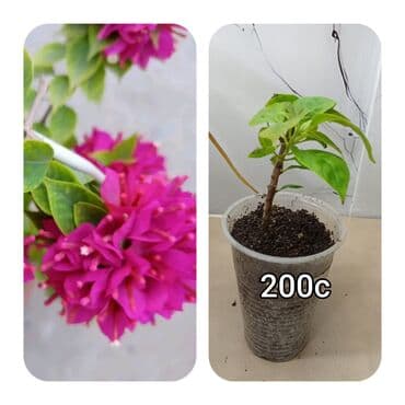 мебель бишкек: Саженцы цветка — 14