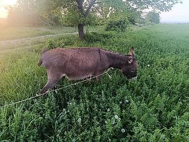 кара балта кошки: Продам ишак обмен или на ишак — 4