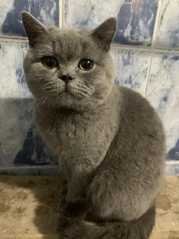 мальки рыб: Британская короткошёрстная кошка, окрас «голубой». Описание: - — 2
