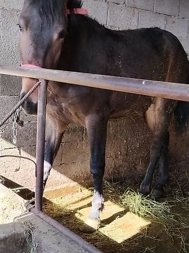 кролики на мясо: Продаю | Конь (самец) | На забой — 1