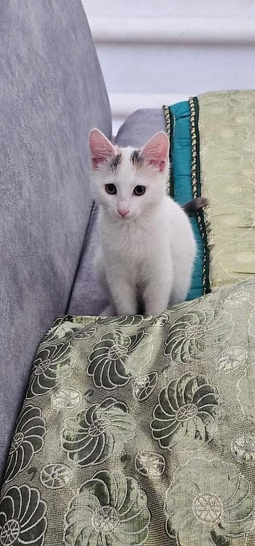 объявления про котят: 3 месяца, Девочка, Белый, Приучена к лотку, Проглистована — 2