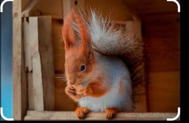 животные хомяк: Продаю белок — 1