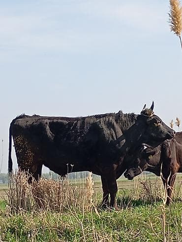 приём мяса гавядины: Продаю | Корова (самка) | Для молока | После отела — 1