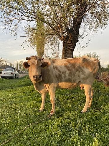 уй жаныбары: Сатам | Уй (ургаачы) | Сүт алуу үчүн — 2