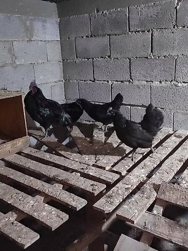 цесарка купить: Продаю курей и петушков (лакенданзи и аям цемани) чёрное мясо чёрные — 1