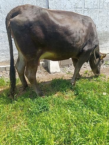 коровы дойные: Продаю | Корова (самка) | Швицкая | Для разведения, Для молока — 6