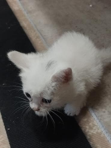 лоток для кота: Отдам в добрые руки. Котята возраст месяц и дне недели. Кушают сами — 2