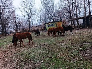 жеребчика: Продаю | Жеребец | Для разведения — 7