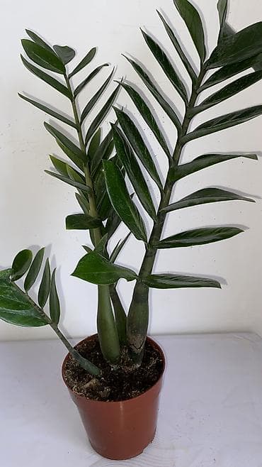 эластика: Комнатные растения в горшках: 1) Фикус эластика (Rubber Plant) - — 3