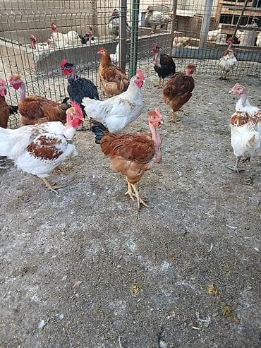 пчелы купить: Продаю | Куры | Для разведения — 5