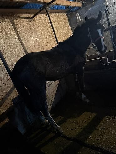 кой сой: Продаю | Жеребец | Для разведения | Племенные — 2