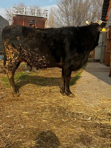 продаю породистых коров: Продаю | Корова (самка) | Для молока | Привязанные — 12