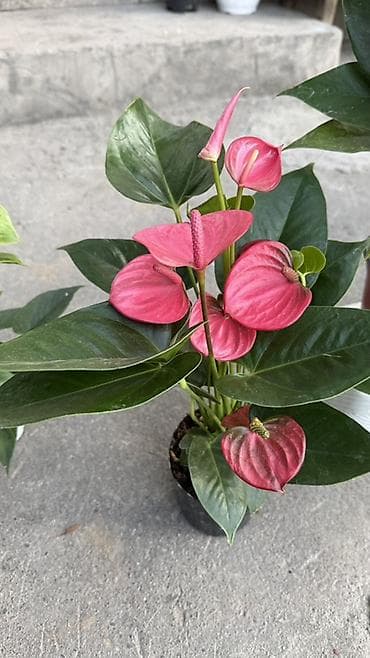 арма цветок: Антуриум (Anthurium) в горшке — эффектное комнатное растение с яркими — 8