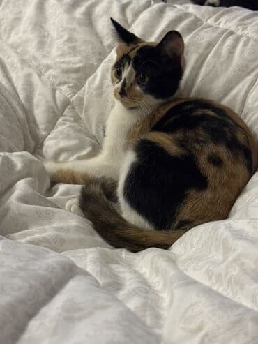 Кошка даром: Беспородная, Девочка, Приучена к лотку